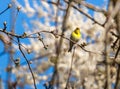 Wild singing bird canary reel sitting on branches on background of flowering trees in spring garden