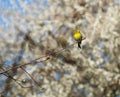 Wild singing bird canary reel sitting on branches on background of flowering trees in spring garden