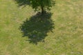 Wild Single domesticated apple tree on green grass