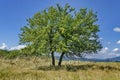 Wild single pear tree with fruits in the glade