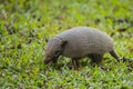 Wild Six-Banded Armadillo on Grass Royalty Free Stock Photo