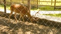 Wild ska horned deer in an aviary