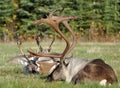 Wild sleeping Caribou Royalty Free Stock Photo