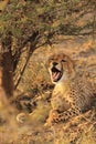 Wild sleepy cheetah cub resting in the shade and yawn
