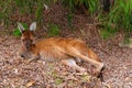 Wild sleepy kangaroo in the Yanchep National Park Western Australia