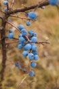 Wild sloe, blackthorn berries on a branch, harvesting autumn harvest Royalty Free Stock Photo