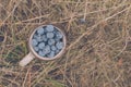 Wild sloe, blackthorn berries in a mug on the ground, harvesting autumn harvest Royalty Free Stock Photo