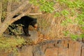 Wild sloth bear, Melursus ursinus, Ranthambore National Ppark, India. Sloth bear staring directly at camera, wildlife photo. Dange