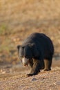 Wild Sloth bear nature habitat, wildlife photo. Dangerous black animal in India. Wildlife Asia. Cute Animal on the road Asia fores