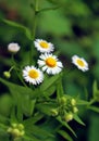 Wild small chamomile garden flowers in the summer meadow.