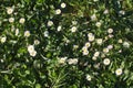 Wild small daisies in grass of the meadow for biodiversity