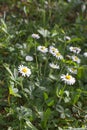 Wild small daisies for sustainable grass, biodiversity and organic garden