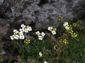 Wild small flowers in the forest in spring. A plant Draba in bloom, close up, selective focus. Royalty Free Stock Photo