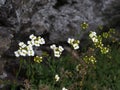 Wild small flowers in the forest in spring. A plant Draba in bloom, close up, selective focus.