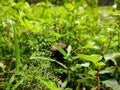 Wild small grass flower macro shots