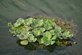 A wild small green duckweed floating in a rural pond