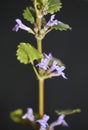 Wild small lila flower blossom Glechoma hederacea L. family lamiaceae botanical modern high quality print