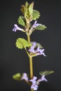 Wild small lila flower blossom Glechoma hederacea L. family lamiaceae botanical modern high quality print