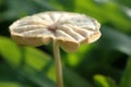 Wild small mushroom