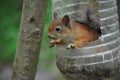 A wild little and nimble squirrel on a feeding trough in the forest. Royalty Free Stock Photo