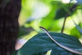 Wild small rat snake in Thailand.