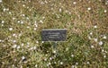 Wild small white flowers in green grass. Caryophyllaceae, Gypsophila Rosenschleier. White wood flowers. Stellaria graminea is a