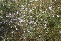 Wild small white flowers in green grass. Caryophyllaceae, Gypsophila Rosenschleier. White wood flowers. Stellaria graminea is a