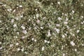 Wild small white flowers in green grass. Caryophyllaceae, Gypsophila Rosenschleier. White wood flowers. Stellaria graminea is a