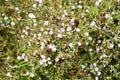 Wild small white flowers in green grass. Caryophyllaceae, Gypsophila Rosenschleier. White wood flowers. Stellaria graminea is a