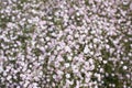 Wild small white flowers in green grass. White wood flowers.