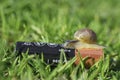 Wild snail crawling on discarded battery in polluted ecosystem,nature animals