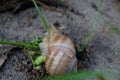 The wild snail