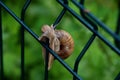 The wild snail