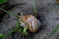 The wild snail