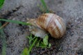 The wild snail