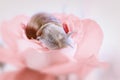 Wild snail on the petals of a pink rose. Pastel shades. Close up Royalty Free Stock Photo