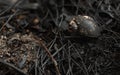 Wild snail shell charred ashes after wildfire.concept background Royalty Free Stock Photo