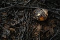 Wild snail shell charred ashes after wildfire.