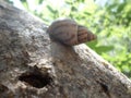 Wild snail