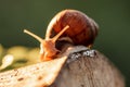 wild snails clinging to the grass in forest. Copse snail gliding on the plant in the garden