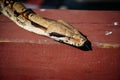 Wild snake on brown wood plank Royalty Free Stock Photo