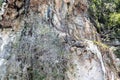 A wild snake at a cliff in Cuba