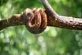 Wild snake on the green bokeh leaves backround. Wild nature