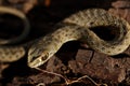 Wild snake Malpolon Monspessulanus in tree trunk