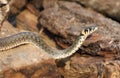 Wild Snakes on a Wooden Background, Forest Life, Closeup Snake Head, Animal Closeup.