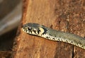 Wild Snakes on a Wooden Background, Forest Life, Closeup Snake Head, Animal Closeup