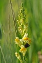 Wild snapdragon Royalty Free Stock Photo