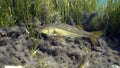 A wild Snook hunts near an eel grass bed Royalty Free Stock Photo