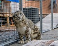 Wild snow leopard in a cage at a sanctuary