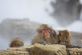 Wild Snow Monkey: Bad Hair Day Misery Royalty Free Stock Photo